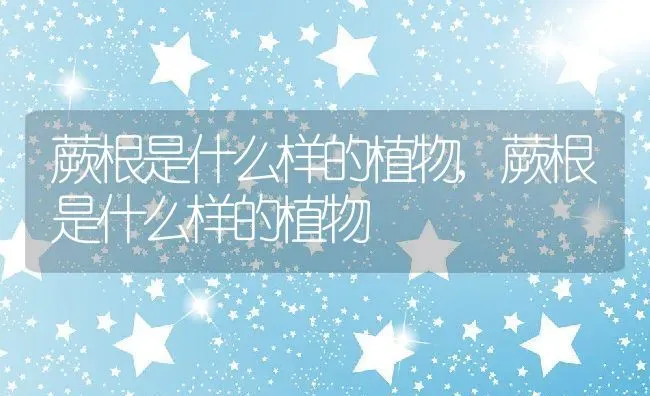 蕨根是什么样的植物,蕨根是什么样的植物 | 养殖科普