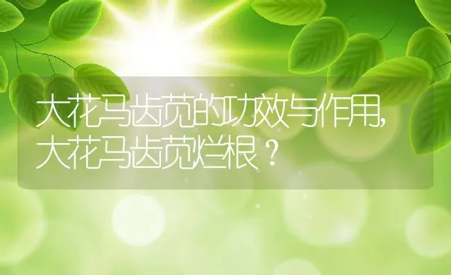 大花马齿苋的功效与作用,大花马齿苋烂根？ | 养殖科普