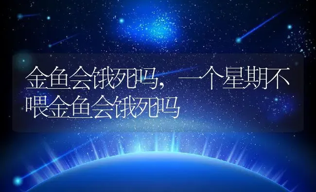 金鱼会饿死吗,一个星期不喂金鱼会饿死吗 | 养殖资料