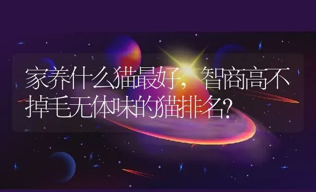 家养什么猫最好,智商高不掉毛无体味的猫排名？ | 养殖学堂