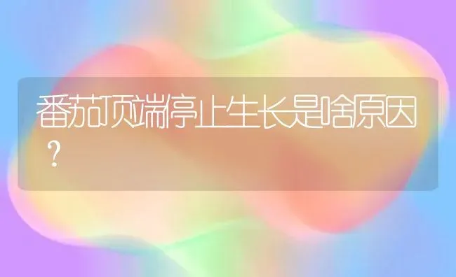 番茄顶端停止生长是啥原因? | 养殖知识