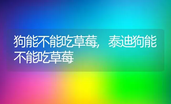 狗能不能吃草莓,泰迪狗能不能吃草莓 | 养殖科普