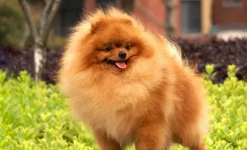 新手养博美入门必备攻略,博美犬怎么养，新手必看的三点经验？