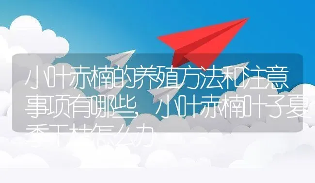 小叶赤楠的养殖方法和注意事项有哪些,小叶赤楠叶子夏季干枯怎么办 | 养殖学堂