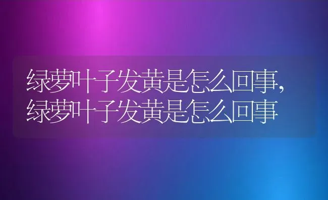绿萝叶子发黄是怎么回事,绿萝叶子发黄是怎么回事 | 养殖科普