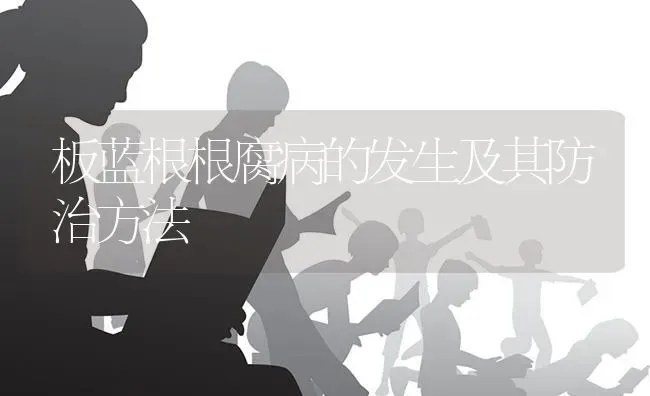 板蓝根根腐病的发生及其防治方法 | 养殖知识