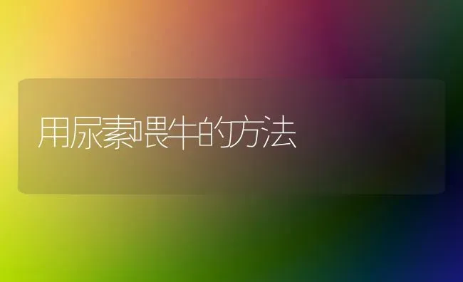 用尿素喂牛的方法 | 养殖技术大全