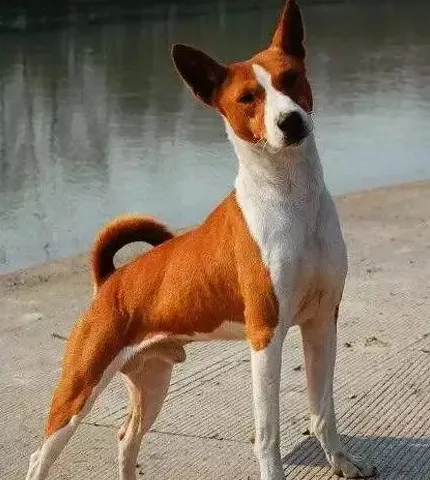 中国十大聪明的狗排名,中国十大名犬智商排名？