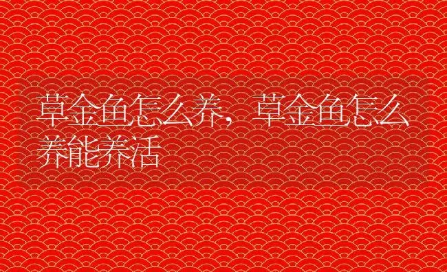 草金鱼怎么养,草金鱼怎么养能养活 | 养殖资料