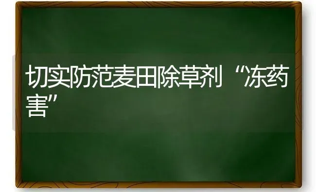 切实防范麦田除草剂“冻药害” | 养殖技术大全