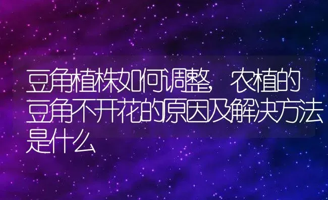 金枝玉叶花怎么养殖方法和注意事项,金枝玉叶花怎么养殖方法和注意事项 | 养殖学堂