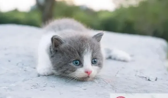 折耳猫发病症状,折耳猫发病是间歇性的吗？