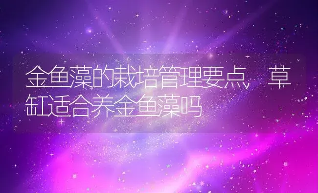 金鱼藻的栽培管理要点,草缸适合养金鱼藻吗 | 养殖学堂
