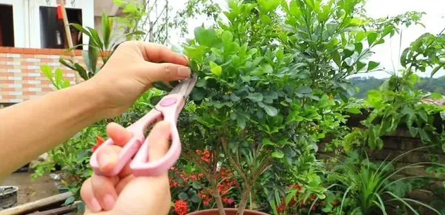 米兰花什么时候修剪比较合适,米兰花夏季的修剪方法图解？