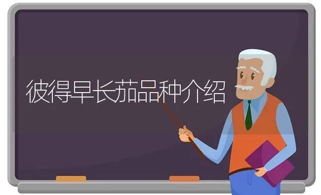 彼得早长茄品种介绍 | 养殖技术大全