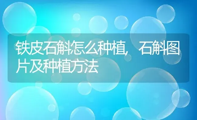 铁皮石斛怎么种植,石斛图片及种植方法 | 养殖学堂