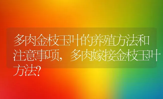 多肉金枝玉叶的养殖方法和注意事项,多肉嫁接金枝玉叶方法？ | 养殖科普