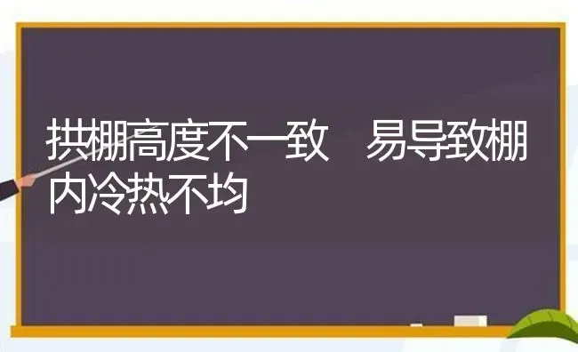 拱棚高度不一致 易导致棚内冷热不均 | 养殖知识