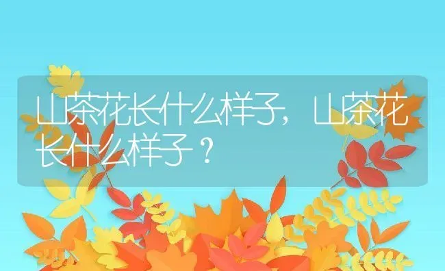 山茶花长什么样子,山茶花长什么样子？ | 养殖科普