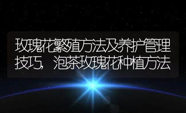 玫瑰花繁殖方法及养护管理技巧,泡茶玫瑰花种植方法 | 养殖学堂