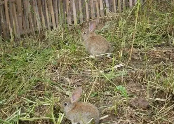 宠物兔养殖基地的兔舍常见形式 | 妙招大全