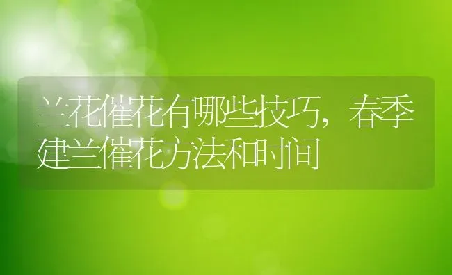 兰花催花有哪些技巧,春季建兰催花方法和时间 | 养殖学堂