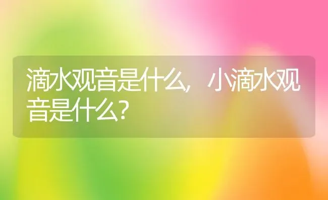 滴水观音是什么,小滴水观音是什么？ | 养殖科普