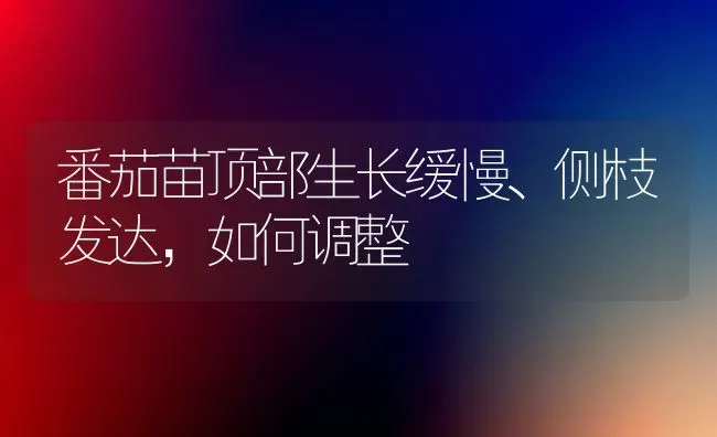 番茄苗顶部生长缓慢、侧枝发达,如何调整 | 养殖技术大全