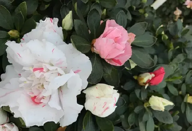 杜鹃花叶子干枯发黄怎么补救,杜鹃花的嫩叶子发黄发干怎么办？