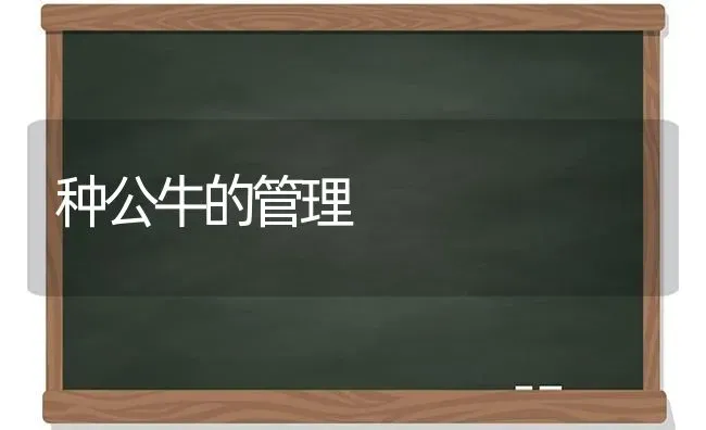 种公牛的管理 | 养殖知识