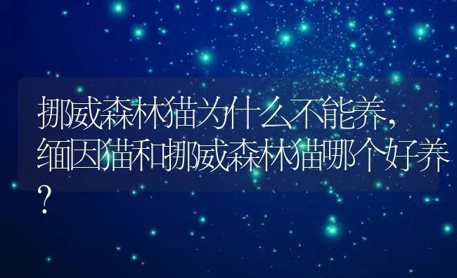 挪威森林猫为什么不能养,缅因猫和挪威森林猫哪个好养？ | 养殖学堂