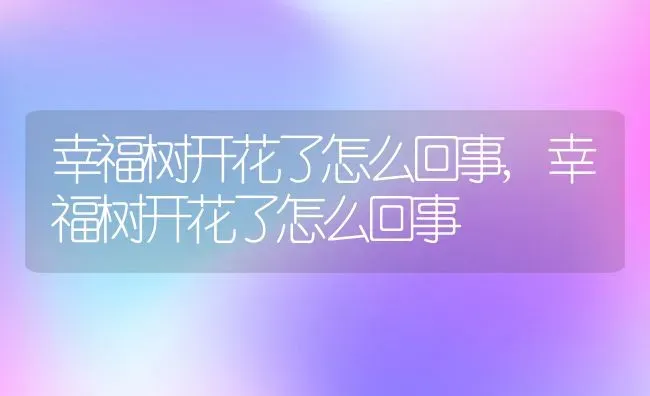 幸福树开花了怎么回事,幸福树开花了怎么回事 | 养殖科普