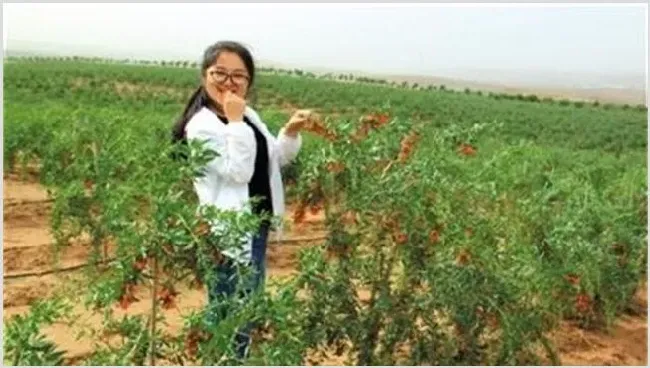 枸杞的种植方法 | 实用知识