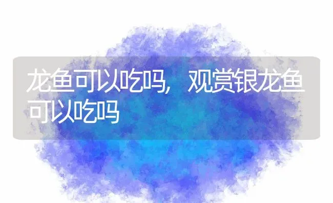 龙鱼可以吃吗,观赏银龙鱼可以吃吗 | 养殖科普