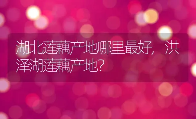 湖北莲藕产地哪里最好,洪泽湖莲藕产地？ | 养殖科普