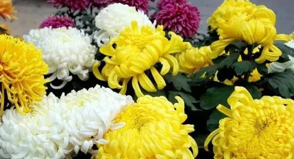 菊花有哪些品种及图片,菊花颜色有哪些？