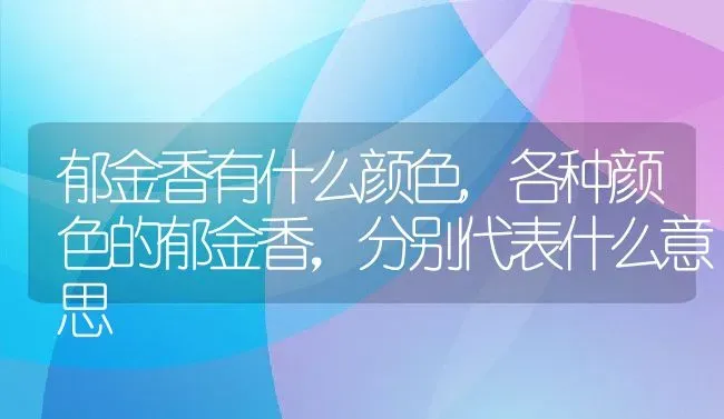 郁金香有什么颜色,各种颜色的郁金香，分别代表什么意思 | 养殖学堂