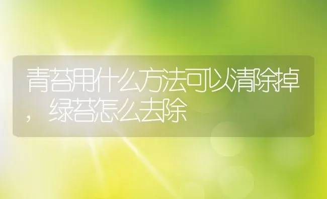 青苔用什么方法可以清除掉,绿苔怎么去除 | 养殖学堂