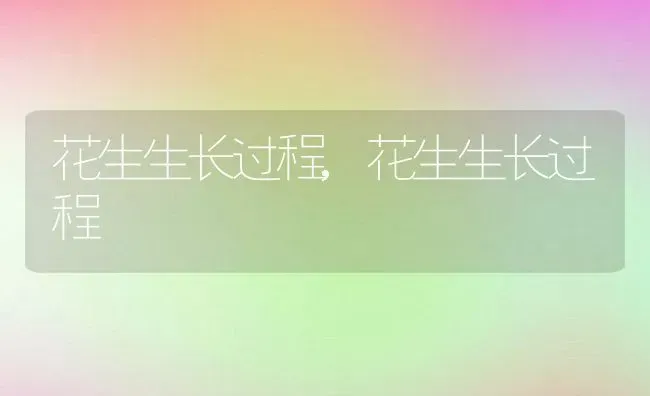 花生生长过程,花生生长过程 | 养殖科普