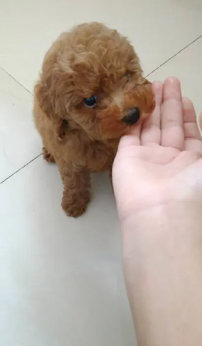 泰迪嘴巴特别臭怎么办,2个月泰迪、嘴巴有点臭吃什么能好点？2？