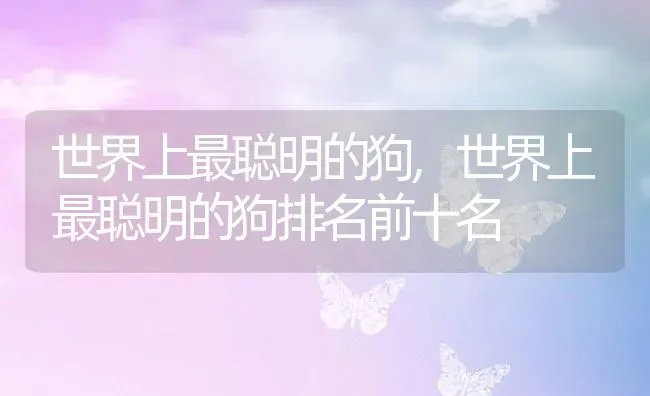 世界上最聪明的狗,世界上最聪明的狗排名前十名 | 养殖科普