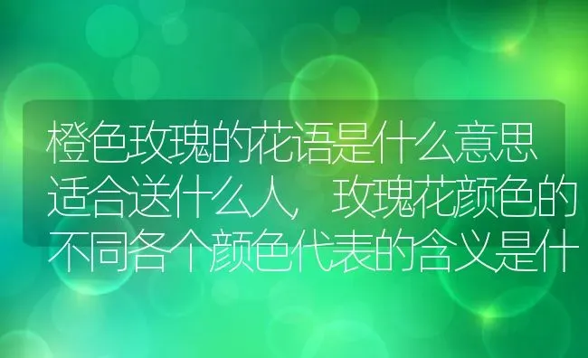 橙色玫瑰的花语是什么意思适合送什么人,玫瑰花颜色的不同各个颜色代表的含义是什么 | 养殖学堂