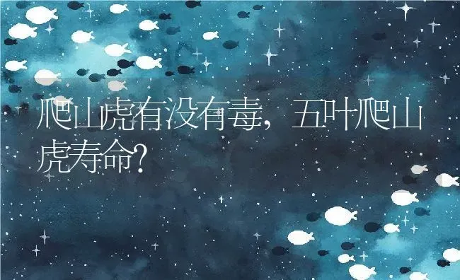 爬山虎有没有毒,五叶爬山虎寿命？ | 养殖科普