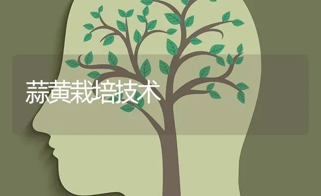 蒜黄栽培技术 | 养殖技术大全