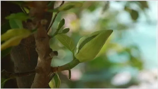 菠萝莓不开花原因及解决方法 | 常识大全