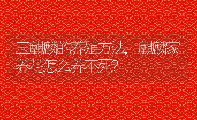 玉麒麟的养殖方法,麒麟家养花怎么养不死？ | 养殖科普