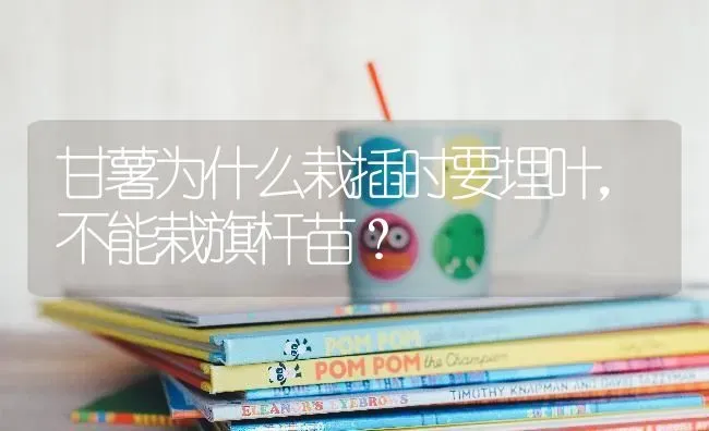 甘薯为什么栽插时要埋叶,不能栽旗杆苗? | 养殖技术大全