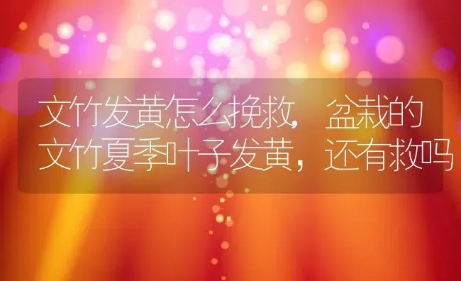 文竹发黄怎么挽救,盆栽的文竹夏季叶子发黄，还有救吗 | 养殖学堂