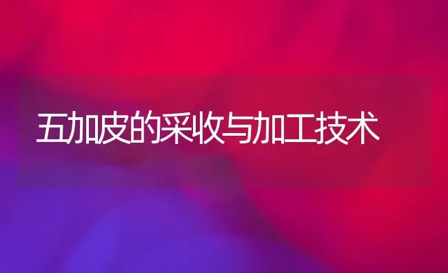 五加皮的采收与加工技术 | 养殖技术大全