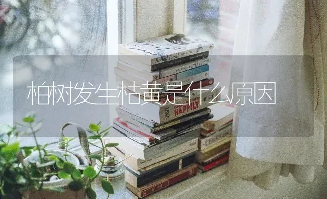 柏树发生枯黄是什么原因 | 养殖技术大全